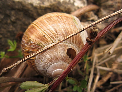 shell, vell, buit, espiral, naturalesa, defecte, trencat, forat, destruït, inutilitzable, cargol, un animal, temes d'animals, primer pla, gasteròpode, centrar-se en primer pla, cap gent, enfocament selectiu, dia, fauna animal, invertebrat, marró, animal, mol·lusc, sec, planta, camp, arbre, animals a la natura, a l'aire lliure, 4K, CC0, domini públic, lliure de regalies