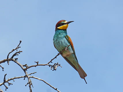 Bienenesser, Abellerol, Vogel, Merops Apiaster, Ast, Mandelbaum, Tierthemen, Tier, Wirbeltier, Tierwelt, Tiere in freier Wildbahn, ein Tier, hocken, Baum, Blau, Himmel, keine Leute, Tag, Pflanze, Natur, in voller Länge, klarer Himmel, Flachwinkelansicht, draußen, türkisfarben, 2K, CC0, gemeinfrei, lizenzfrei