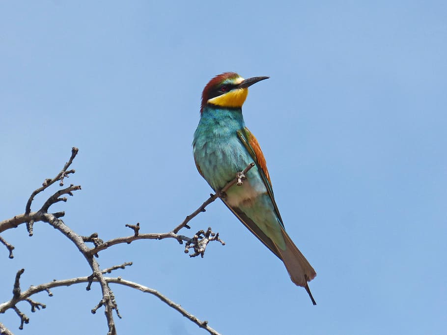 abellerol, ocell, merops apiaster, branca, ametller, temes d'animals, animal, vertebrats, fauna animal, animals a la natura, un animal, posat, arbre, blau, cel, cap gent, dia, planta, naturalesa, longitud completa, cel clar, vista d’angle baix, a l'aire lliure, color turquesa, 2K