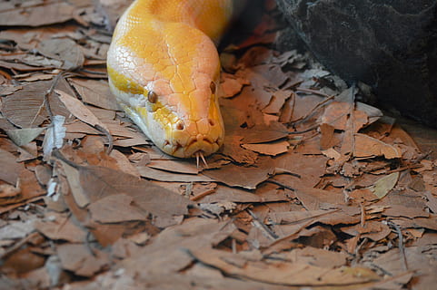 zoo w Australii, albinos python, wąż, jesień, część rośliny, liść, Natura, zmiana, suchy, dzień, żadnych ludzi, zbliżenie, kolor pomarańczowy, na dworze, jedno zwierzę, wysoki kąt widzenia, wylądować, odchodzi, spadanie, tematy zwierzęce, żółty, zwierzę, roślina, 5K, CC0, domena publiczna, darmowe zdjęcia