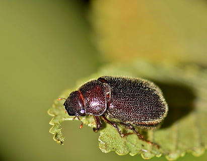 Marrone, coleottero che si appollaia, verde, foglia, fotografia a fuoco selettivo, bug di giugno, scarafaggio, insetto, insetto volante, insetto alato, avvicinamento, biologia, artropodo, entomologia, Phyllophaga, un animale, invertebrato, temi animali, animale, animali allo stato selvatico, fauna selvatica, concentrarsi sulle conoscenze acquisite, nessuno, colore verde, natura, giorno, pianta, parte vegetale, bellezza nella natura, all'aperto, messa a fuoco selettiva, occhio animale, 2K, CC0, dominio pubblico, privo di copyright