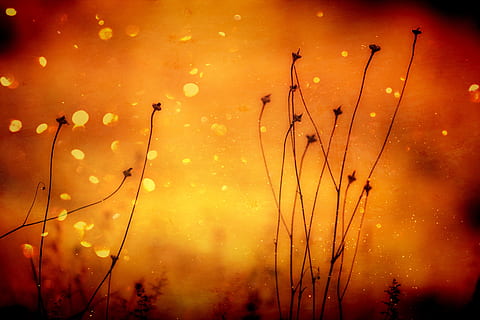 zwart, fabriek, digitaal, behang, achtergrond, oranje, abstract, patroon, helder, structuur, modern, zaden, Stengel, decoratie, kleurrijk, geen mensen, viering, geel, verlicht, nacht, hemel, silhouet, natuur, Oranje kleur, buitenshuis, evenement, schoonheid in de natuur, achtergronden, beweging, nat, kunst cultuur en entertainment, vuurwerk, zonsondergang, idyllisch, nachtleven, vuurwerk - door de mens gemaakt object, 4K, CC0, publiek domein, royaltyvrij