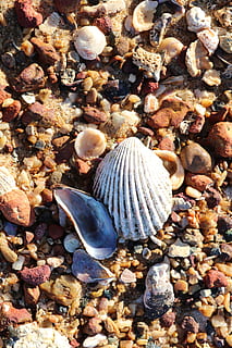 petxines marines, mar, shell, fauna animal, animal, animals a la natura, còdols, pedra - objecte, rock, petxina de mar, aigua, naturalesa, temes d'animals, la vida marina, closca d’animals, sòlid, marí, platja, cap gent, pedra, submarí, a l'aire lliure, 5K, CC0, domini públic, lliure de regalies