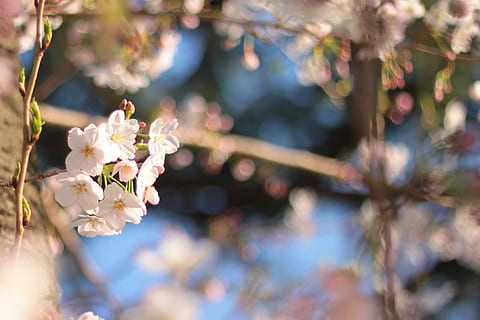 superficiale, foto di messa a fuoco, bianca, flowe, messa a fuoco superficiale, foto, natura, albero, primavera, ramo, fiore, fiorire, testa di fiore, pianta, colore rosa, petalo, avvicinamento, stagione, all'aperto, fiore di ciliegio, Giappone, freschezza, bellezza nella natura, fragilità, pianta fiorita, vulnerabilità, crescita, messa a fuoco selettiva, giorno, concentrarsi sulle conoscenze acquisite, ciliegio, 1080P, CC0, dominio pubblico, privo di copyright