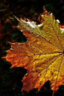 leaf, autumn leaf, fall color, maple, maple leaf, leaf coloring, sunlight, illuminated, back light, fall foliage, autumn colours, coloring, golden, golden october, indian summer, mood, atmospheric, atmosphere, aging process, plant part, autumn, change, close-up, nature, no people, focus on foreground, leaves, dry, plant, day, beauty in nature, leaf vein, outdoors, natural pattern, selective focus, natural condition, fall, 5K, CC0, public domain, royalty free