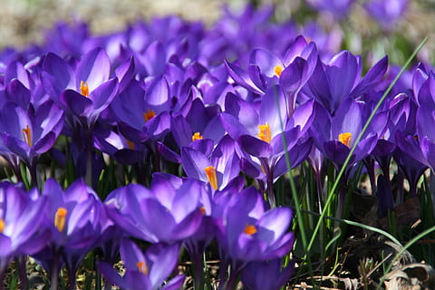 primavera crocus, las flores, floración, primavera, azafrán, azul, crecer, mar de flores, flor, despertar, púrpura, crecimiento, naturaleza, frescura, pétalo, planta floreciendo, planta, belleza en la naturaleza, vulnerabilidad, fragilidad, de cerca, cabeza de flor, iris, inflorescencia, campo, enfoque selectivo, día, nadie, cama de flores, 2K, CC0, dominio público, libre de derechos