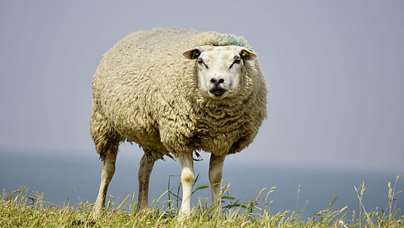 blanc, verd, camp de gespa, durant el dia, foto de primer pla, ovelles, gespa verda, primer pla, foto, llana, preocupacions, herba, relaxar, descans, dic, prat, Mar del nord, idil·li, naturalesa, deichschaf, agricultura, estiu, món animal, mastega el cud, humor, idíl·lic, escènic, romàntic, cel, animal, paisatge, pastures, bestiar, granja, xai, mamífer, pasturatge, escena rural, a l'aire lliure, camp, color verd, ovella, animals i mascotes, ramat d’ovelles, un animal, fauna animal, temes d'animals, cap gent, retrat, mirant la càmera, planta, animals domèstics, dia, de peu, animals a la natura, nacional, aigua, terra, 5K, CC0, domini públic, lliure de regalies