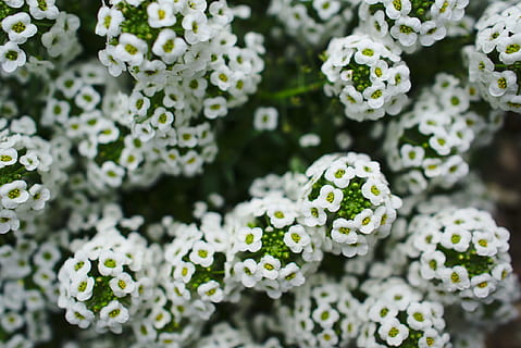 white, green, flower, tiny, nature, floral, blossom, flowering plant, beauty in nature, freshness, plant, growth, fragility, close-up, vulnerability, no people, white color, food, day, vegetable, leaf, plant part, flower head, food and drink, garden, outdoors, purple, ornamental garden, 2K, CC0, public domain, royalty free