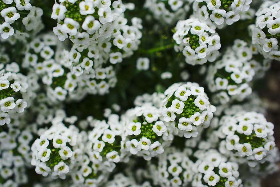 Weiß, Grün, Blume, winzig, Natur, Blumen-, blühen, blühende Pflanze, Schönheit in der Natur, Frische, Pflanze, Wachstum, Zerbrechlichkeit, Nahansicht, Verletzlichkeit, keine Leute, weiße Farbe, Lebensmittel, Tag, Gemüse, Blatt, Pflanzenteil, Blütenkopf, Essen und Trinken, Garten, draußen, lila, Ziergarten, 2K