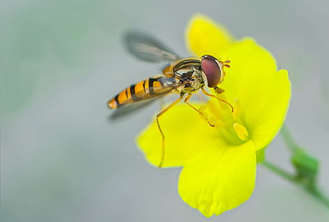 hover fly, insectă, natură, macro, închide, galben, inflori, a inflori, a zbura, nevertebrat, animale sălbatice, animal, animale tematice, floare, un animal, animale în sălbăticie, planta cu flori, frumusețe în natură, fragilitate, a închide, vulnerabilitate, petală, cap de floare, prospeţime, plantă, nici o persoana, animal aripă, polenizare, 4K, CC0, domeniu public, fără drepturi de autor