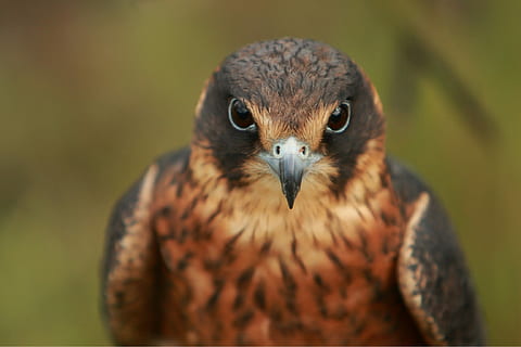 selectiv, focalizați fotografia, maro, pasăre, maro falcon, portret de pasăre, şoim, fața de șoim, cioc, un animal, animale tematice, animal, animale sălbatice, animale în sălbăticie, animale vertebrate, pasăre de pradă, a închide, să se concentreze asupra primelor elemente, nici o persoana, zi, privind camera, portret, natură, partea corpului animalului, vedere din față, in cautarea, bufniţă, ochi de animale, cap de animal, pui de somn, 1080P, CC0, domeniu public, fără drepturi de autor