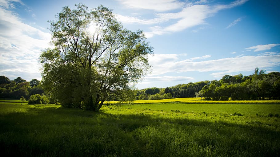Foto, Grün, Laubbaum, Rasenplatz, Wiese, Frühlingswiese, Baum, Landschaft, Natur, Land, Feld, ländlich, Felder, Himmel, Sonnenuntergang, Wolken, Gras, Pflanze, Umgebung, Szenen - Natur, wolke - himmel, Schönheit in der Natur, ruhige Szene, grüne Farbe, Ruhe, ländliche Szene, Sonnenlicht, keine Leute, Nicht-städtische Szene, Gelb, draußen, Frühling, Wald, 4K