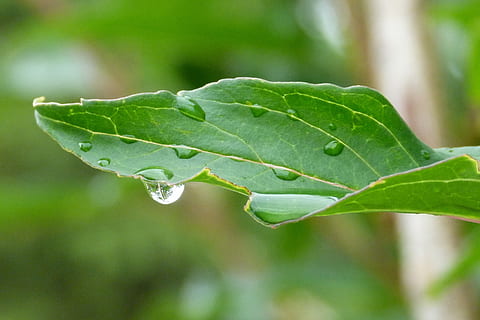 makro, dråper, dugg, blad, grønn, duggfall, detalj, plante del, grønn farge, nærbilde, anlegg, miste, natur, vann, vekst, friskhet, fokusere på forgrunnen, skjønnhet i naturen, mat, utendørs, våt, ingen folk, mat og Drikke, dag, selektiv fokusering, regndråpe, 4K, CC0, offentlig domene, opphavsrett gratis