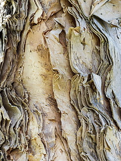 aspre, escorça, eucaliptus, arbre, fusta, naturalesa, anivellat, patró, natural, grunge, tronc, primer pla, Austràlia, marc complet, fons, cap gent, textura, tronc de l'arbre, planta, dia, escorça de la planta, menjar, a l'aire lliure, marró, menjar i beguda, creixement, 4K, CC0, domini públic, lliure de regalies