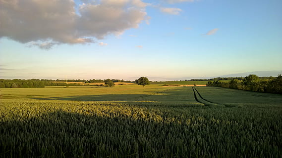 solnedgang, plante, forår, flor, have, sommer, naturoptagelse, aftenlys, baglygte, hvid, aften sol, kornmark, Mark, himmel, miljø, landskab, jord, ro, rolig scene, landbrug, skønhed i naturen, landlige scene, scenics - natur, sky - himmel, vækst, afgrøde, natur, træ, gård, ingen mennesker, idyllisk, udendørs, plantage, 5K, CC0, offentligt domæne, royaltyfrie