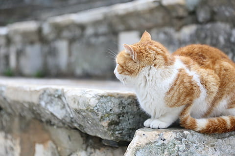 Katze, Ingwer, Ruinen, Monumente, Säugetier, Tierthemen, ein Tier, Tier, Hauskatze, Haustiere, katzenartig, inländisch, solide, Wirbeltier, Rock, Rock - Objekt, keine Leute, Fokus auf den Vordergrund, suchen, Tag, Wand, Seitenansicht, rote Katze, Whisker, 5K, CC0, gemeinfrei, lizenzfrei
