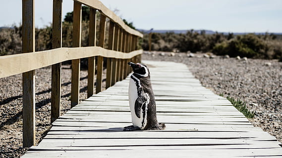 pingüí, de peu, marró, fusta, verd, arbres de fulles, durant el dia, moll, ocell, Camí, aleta, ala, barana de fusta, passarel·la de fusta, còdols, slat, sòl, animal, salvatge, naturalesa, Cap de les ungles, ull negre, centrar-se en primer pla, dia, barana, material de fusta, cap gent, planta, cel, el camí a seguir, sendera, llum solar, arbre, passeig marítim, direcció, pont, a l'aire lliure, vertebrats, fauna animal, panells de fusta, passarel·la, llarg, 5K, CC0, domini públic, lliure de regalies