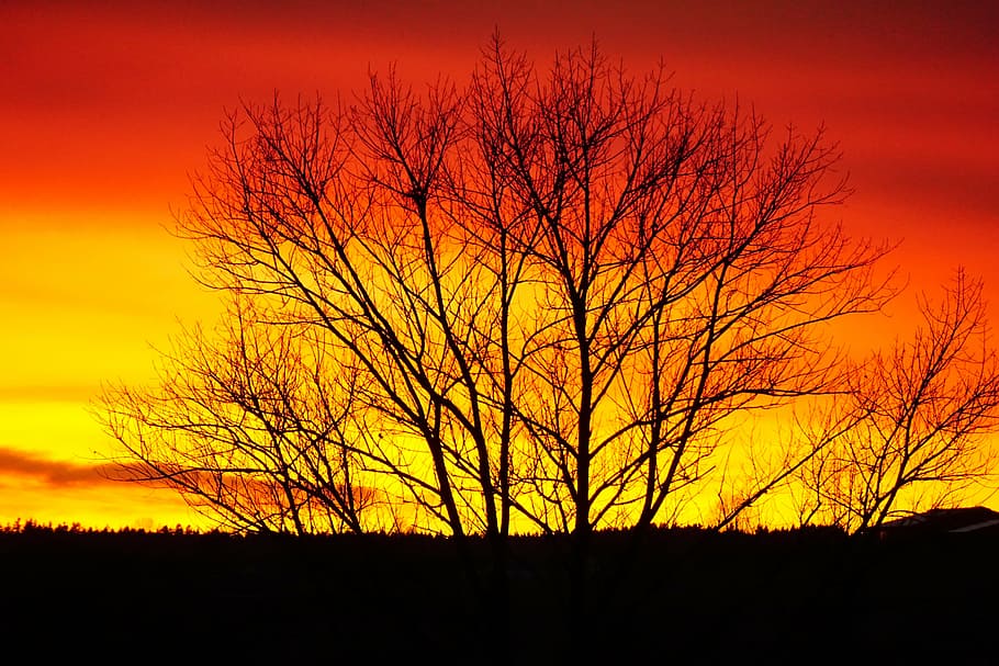 posta de sol, abendstimmung, imatge de fons, Westerwald, taronja, resplendor, silueta, arbre nu, arbre, color taronja, multicolor, color vibrant, escenics, paisatge, naturalesa, cel, bellesa a la natura, escenics - natura, escena tranquil·la, tranquil·litat, planta, núvol - cel, cap gent, medi ambient, cel dramàtic, terra, idíl·lic, majestuós, a l'aire lliure, fosc, cel romàntic, 5K