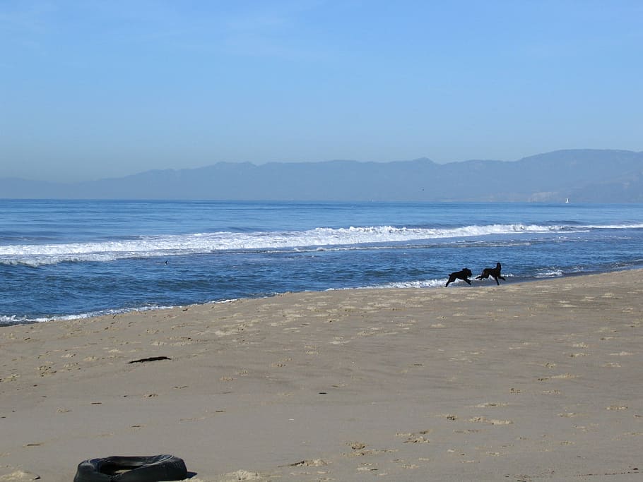 oxnard, platja, gossos, onada, muntanyes, distància, oceà, Amèrica, cel clar, naturalesa, blau, mar, sorra, horitzó sobre l’aigua, aigua, terra, moviment, cel, dia, dues persones, bellesa a la natura, activitat d'oci, escenics - natura, gent, longitud completa, a l'aire lliure, festa, 2K
