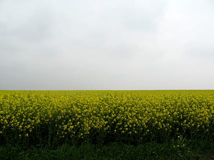 Waals, nevelig, de lente, veld-, landschap, land-, schoonheid in de natuur, landbouw, milieu, hemel, rustige scène, landelijke scène, fabriek, kalmte, groei, bloem, natuur, scenics - natuur, geel, gewas, horizon, farm, bloeiende plant, geen mensen, lente, buitenshuis, 5K, CC0, publiek domein, royaltyvrij