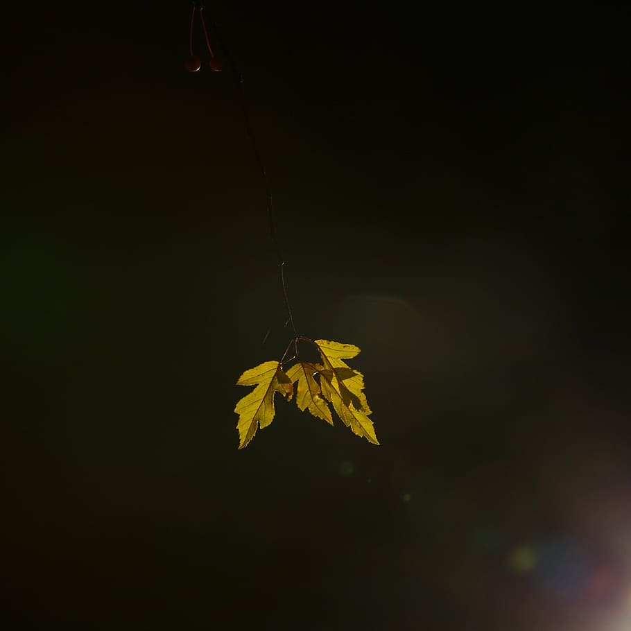 foglia, luce, naturale, verde, all'aperto, fotografia notturna, Danimarca, rami, luce artificiale, parte vegetale, natura, avvicinamento, nessuno, giallo, modificare, pianta, autunno, bellezza nella natura, fragilità, copia spazio, notte, vulnerabilità, concentrarsi sulle conoscenze acquisite, crescita, sospeso, la tranquillità, le foglie, sfondo nero, condizione naturale, 1080P