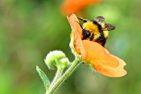 bumble, arrelament d’abelles, taronja, flor petalada, fotografia de focus selectiu, bumble bee, Abellot, insecte, flor, abella, temes d'animals, animals a la natura, un animal, naturalesa, fauna animal, invertebrat, animal, bellesa a la natura, planta, primer pla, centrar-se en primer pla, fragilitat, planta amb flors, vulnerabilitat, creixement, dia, cap gent, polinització, cap de flor, a l'aire lliure, 2K, CC0, domini públic, lliure de regalies