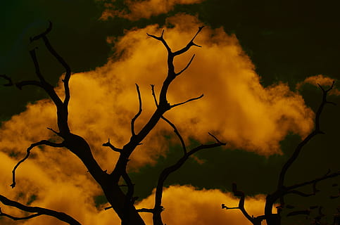 albero, drammatico, tramonto, lunatico, cielo, silhouette, ramo, natura, nessuno, incendio forestale, pianta, albero nudo, bellezza nella natura, all'aperto, nuvola - cielo, Inquadratura dal basso, la tranquillità, colore arancione, danno ambientale, problemi ambientali, scenics - natura, giorno, spaventoso, pianta morta, 4K, CC0, dominio pubblico, privo di copyright