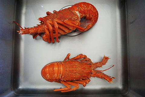 crayfish, cooked, sink, shellfish, seafood, claw, food, red, crustacean, fish, orange color, food and drink, close-up, indoors, no people, wellbeing, lobster, freshness, still life, animal, animal themes, directly above, healthy eating, prawn, high angle view, meat, 5K, CC0, public domain, royalty free