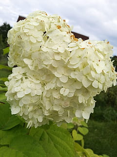hortensia, macro, las flores, de cerca, floración, blanco, arbusto, brote, verduras, planta ornamental, jardín, verde, planta floreciendo, flor, planta, belleza en la naturaleza, vulnerabilidad, crecimiento, fragilidad, frescura, pétalo, naturaleza, inflorescencia, día, cabeza de flor, centrarse en primer plano, el color blanco, nadie, al aire libre, botánica, hoja, racimo de flores, 2K, CC0, dominio público, libre de derechos