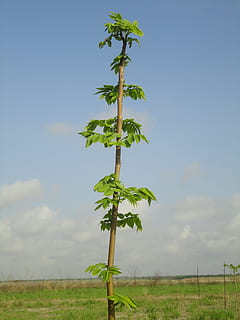 cedru, copac, padure verde, copaci, cedru, copac, pădure, verde, toamnă, drumeții, frunze, natură, lemn, vegetal, natural, peisaj, cer, albastru, peisaj natural, creştere, agricultură, nici o persoana, plantă, camp, teren, frumusețe în natură, mediu inconjurator, zi, liniște, nor - cer, parte a plantelor, iarbă, Culoarea verde, o scenă liniștită, în aer liber, rural, 2K, CC0, domeniu public, fără drepturi de autor