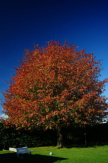 sans filtre, sans ajustement, arbre, tomber, Naturel, couleurs, flamboyant, feuillage, couleur rouge, chêne, plante, changement, l'automne, la nature, ciel, couleur orange, croissance, personne, beauté dans la nature, journée, tranquillité, en plein air, terre, herbe, parc, ciel clair, scène tranquille, bleu, lumière du soleil, 4K, CC0, domaine public, libre de droits