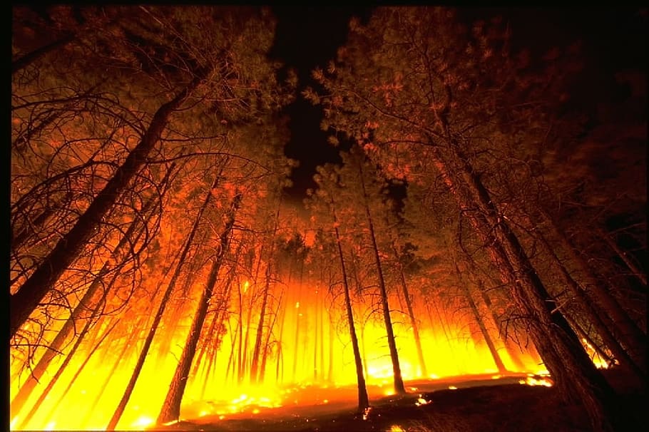 lav, vinkelfotografering, Skov, ild, løbeild, blis, røg, træer, varme, brænding, hed, fare, træ, flamme, orange, plante, skønhed i naturen, natur, bagagerum, træstamme, ingen mennesker, afdeling, ro, vækst, orange farve, lav vinkel visning, udendørs, nat, scenics - natur, rolig scene, jord, automatisk postproduktionsfilter, efterår, lave om, 1080P