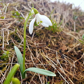 forår, makro, vintergæk, hvid, blomster, hvid blomst, blomst, planter, natur, Vernal, have, vintergækker, budbringeren af ​​foråret, den blide, plante, græs, foråret aspekt, skønhed, bud, kronblad, friskhed, vækst, skrøbelighed, blomstrende plante, sårbarhed, skønhed i naturen, tæt på, Mark, blomsterhoved, blomsterstand, jord, hvid farve, fokus på forgrunden, dag, ingen mennesker, plante del, udendørs, iris, krokus, 2K, CC0, offentligt domæne, royaltyfrie