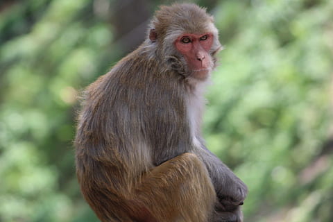 Affe, Macaca, Himalaya, Himalaya-Affe, Tier, Säugetier, Tierwelt, Primas, Natur, Makaken, Asien, Sitzung, süß, Tiere in freier Wildbahn, Jungtier, Mutter, draußen, Tierthemen, ein Tier, Fokus auf den Vordergrund, Wirbeltier, Menschen, Wald, suchen, Baum, Tag, Pavian, Pflege, Tierfamilie, 5K, CC0, gemeinfrei, lizenzfrei