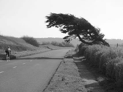 Baum, Wind, Küste, Ufer, gebeugt, schwarz, Weiß, Straße, Transport, Pflanze, Richtung, der Weg nach vorn, Himmel, Natur, Tag, eine Person, abnehmende Perspektive, echte Menschen, Lebensstile, in voller Länge, Rückansicht, draußen, Zeichen, Wachstum, Männer, Reiten, 720P, CC0, gemeinfrei, lizenzfrei