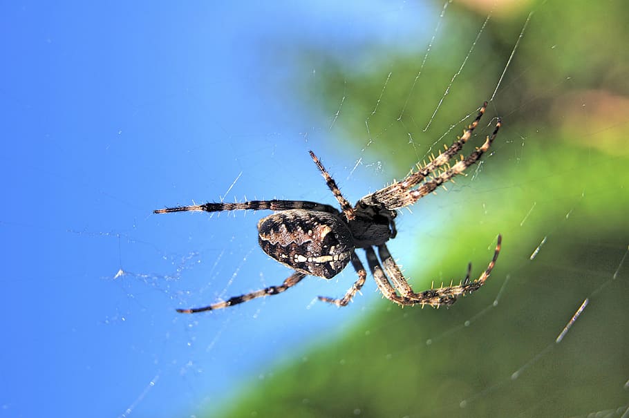 aranya, teranyina, aràcnids, naturalesa, animal, insecte, carnívor, vida salvatge, fantasmal, temes d'animals, fauna animal, invertebrat, animals a la natura, un animal, primer pla, fragilitat, artròpode, centrar-se en primer pla, part del cos dels animals, supervivència, cames d’animal, cap gent, girant, web, a l'aire lliure, directament a sota, 4K