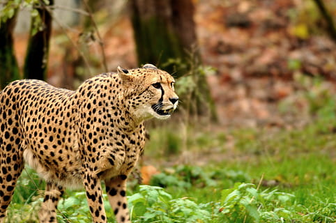 ogród zoologiczny, hellabrunn, Monachium, tematy zwierzęce, zwierzę, jedno zwierzę, zwierzęca przyroda, zwierzęta na wolności, ssak, duży kot, koci, kot, żadnych ludzi, skupić się na pierwszym planie, roślina, Natura, gepard, cętkowany, polowanie na zwierzęta, polowanie, trawa, patrząc, nieudomowiony kot, na dworze, 4K, CC0, domena publiczna, darmowe zdjęcia