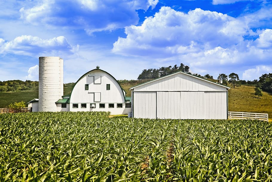 graner, rústic, graners, ohio, art digital, rural, escènic, país, camp, paisatge, cobert, coberts, granja, granges, agricultura, agrícola, Masia, campanar, comtat, americana, foto, fotografia, estructura, estructures, sturgell, William Sturgell, factura sturgell, històric, decoració de la llar, edificis, núvols, cel, arbre, arbres, ennuvolat, cels, males herbes, comtat del campanar, urbana, estructura construïda, arquitectura, exterior de l'edifici, núvol - cel, escena rural, planta, edifici, naturalesa, terra, edifici agrícola, cultiu, cap gent, casa, dia, a l'aire lliure, 5K
