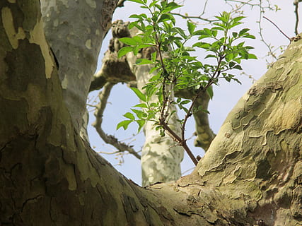 avion, arbre, bûche, écorce, garçon tire, plante, mammifère, animal, thèmes animaux, un animal, la nature, personne, animaux domestiques, faible angle de vue, vertébré, félin, tronc d'arbre, journée, tronc, chat, national, escalade, Roche, en plein air, 4K, CC0, domaine public, libre de droits