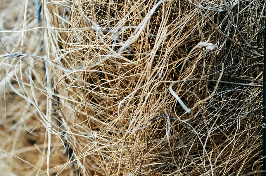 cannuccia, struttura, modello, naturale, natura, design, Materiale, Marrone, legna, biologico, arredamento, parete, di vimini, fibra, giallo, mestiere, macro, asciutto, avvicinamento, pianta, nessuno, fotogramma intero, fieno, giorno, sfondi, vista dall'alto, ramoscello, all'aperto, agricoltura, pianta essiccata, complessità, abbondanza, concentrarsi sulle conoscenze acquisite, bellezza nella natura, ingarbugliato, pianta morta, secco, 5K