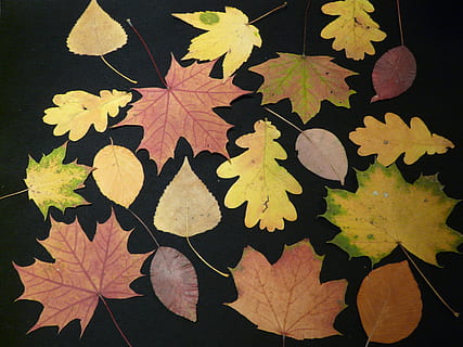Marrone, verde, acero, arredamento, autunno, le foglie, pressato, rattoppare, foglie d'autunno, fogli di stampa, quercia, faggio, pioppo, colori autunnali, colorato, secco, inizio autunno, umore autunnale, betulla, botanica, natura, colore, sfondo, decorazione, erbario, raccolta delle piante, foglio di erbario, collezione di foglie, pianta, raccogliere, erba modulare, foglia, sfondi, stagione, giallo, modello, ottobre, astratto, multicolore, colore arancione, avvicinamento, nessuno, giorno, parte vegetale, modificare, foglia di acero, crescita, bellezza nella natura, vena fogliare, all'aperto, vista dall'alto, vulnerabilità, modello naturale, albero, galleggia sull'acqua, condizione naturale, 2K, CC0, dominio pubblico, privo di copyright