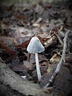 fong, bosc, caure, coprin, bolets, naturalesa, dia, a l'aire lliure, toadstool, vegetals, terra, creixement, primer pla, menjar, planta, camp, cap gent, bellesa a la natura, centrar-se en primer pla, enfocament selectiu, bolets comestibles, vulnerabilitat, frescor, salvatge, 4K, CC0, domini públic, lliure de regalies
