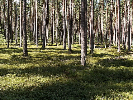 pădure de conifere, pădure, soare, umbră, triburi, tineri, pin, pădure, soare, copaci, afin, brusinční, trunchi de copac, copac, natură, scenics, plantă, teren, trompă, liniște, creştere, iarbă, frumusețe în natură, o scenă liniștită, lumina soarelui, zi, nici o persoana, Culoarea verde, scenă non-urbană, scenice - natura, camp, în aer liber, pini de pădure, bambus - planta, 1080P, CC0, domeniu public, fără drepturi de autor