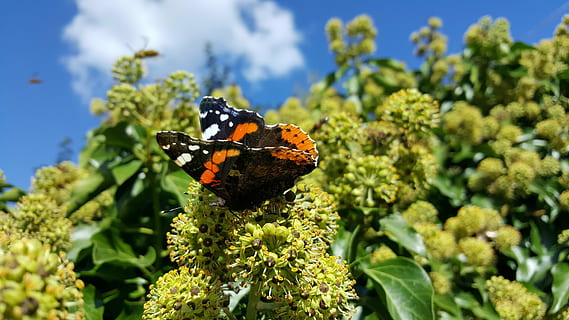farfalla, nuvole, cielo, pianta fiorita, fiore, invertebrato, insetto, temi animali, pianta, bellezza nella natura, animale, animali allo stato selvatico, fauna selvatica, un animale, crescita, natura, fragilità, nessuno, vulnerabilità, farfalla - insetto, avvicinamento, colore verde, ala animale, testa di fiore, impollinazione, all'aperto, 5K, CC0, dominio pubblico, privo di copyright