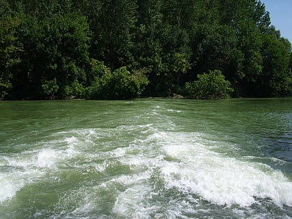 atual, fluxo, preço, corrente, agua, floresta, panorama, natureza, rio, verão, ao ar livre, árvore, plantar, beleza na natureza, beira-mar, ninguém, dia, scenics - natureza, cor verde, movimento, tranquilidade, água corrente, crescimento, cena tranquila, idílico, poder na natureza, fluindo, 2K, CC0, domínio público, royalty free