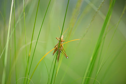 macro, cavalletta, insetti, collo, naturale, un animale, fauna selvatica, animale, temi animali, animali allo stato selvatico, colore verde, avvicinamento, insetto, invertebrato, pianta, natura, giorno, nessuno, erba, crescita, concentrarsi sulle conoscenze acquisite, bellezza nella natura, all'aperto, zoologia, messa a fuoco selettiva, filo d'erba, 2K, CC0, dominio pubblico, privo di copyright