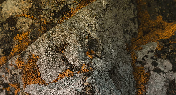 tecer, pedra, laranja, perto, texturizado, fechar-se, tronco de árvore, ninguém, tronco, dia, árvore, natureza, rude, sólido, origens, Rocha, rock - objeto, temas animais, animais em estado selvagem, animal, focar em primeiro plano, plantar, líquen, ao ar livre, 4K, CC0, domínio público, royalty free