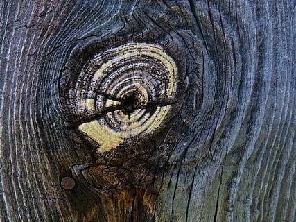 fusta, pissarra, node, concèntric, vell, material de fusta, fons, patró, tauler, material, naturalesa, marró, primer pla, arbre, resum, textura, marc complet, cap gent, aspre, tronc de l'arbre, tronc, patró natural, dia, planta, escorça, fusta nuada, a l'aire lliure, anell d’arbre, gra de fusta, 4K, CC0, domini públic, lliure de regalies