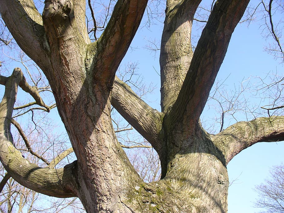 træ, skridt, æstetisk, log, grene, forår, plante, træstamme, himmel, bagagerum, afdeling, lav vinkel visning, bare træ, natur, dag, ingen mennesker, ro, udendørs, vækst, sollys, skønhed i naturen, træ - materiale, tekstureret, skyfri himmel, tæt på, sammenflettet, 1080P