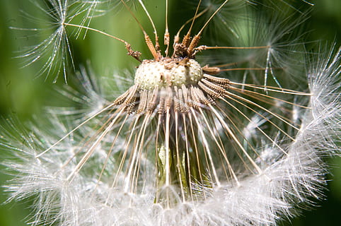dent de lleó, macro, flor, fluff, dent de lleó esvaïda, primavera, esvaïda, herba, naturalesa, blanc, primer pla, cap gent, planta, bellesa a la natura, fragilitat, dia, frescor, centrar-se en primer pla, planta amb flors, creixement, vulnerabilitat, a l'aire lliure, llavor de dent de lleó, llavor, enfocament selectiu, inflorescència, cap de flor, suavitat, 4K, CC0, domini públic, lliure de regalies